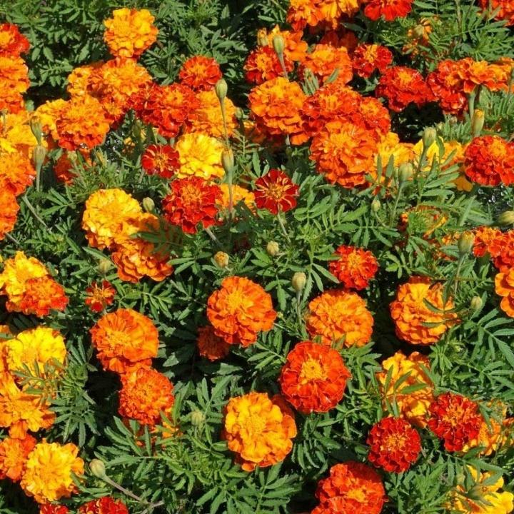 Vạn thọ pháp nhiều màu