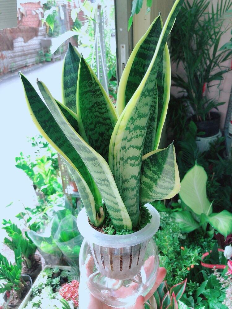 Chậu Cây Trồng Thuỷ Sinh 120k/Chậu