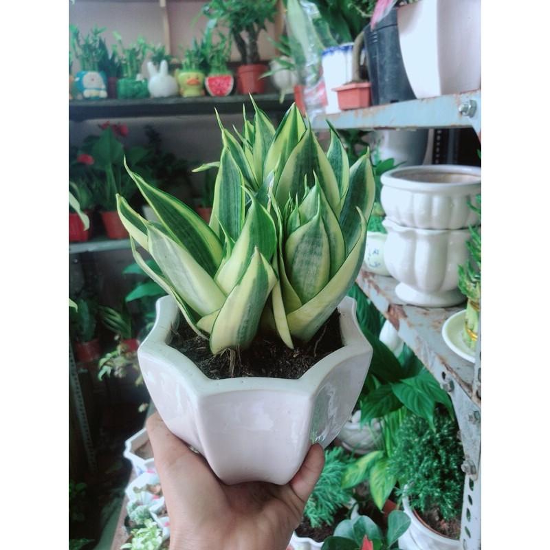 Chậu Lưỡi Hổ Thái Vàng