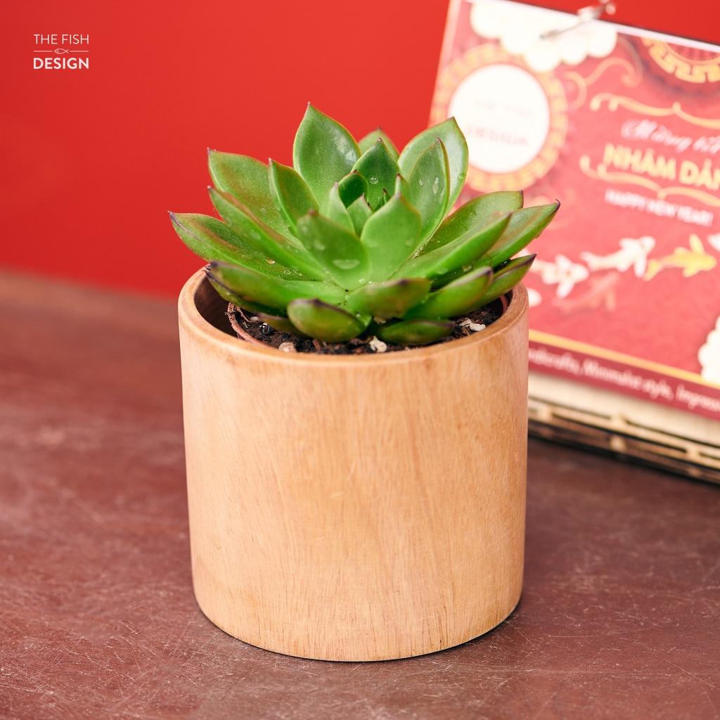 Chậu cây sen đá mang sự bình an, điềm lành đến cho gia chủ, phù hợp với tất cả các mệnh trong ngũ hành | size S | The Fish Design