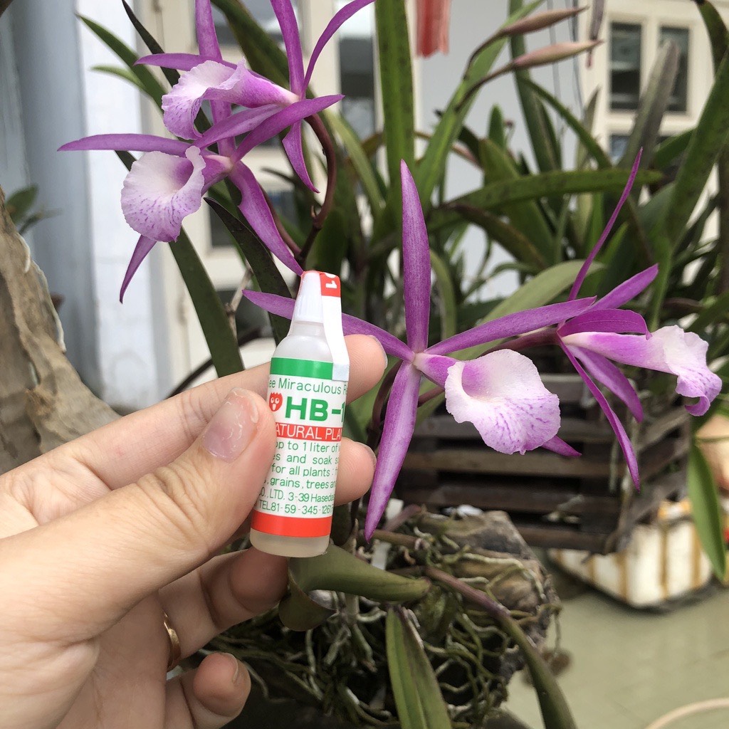 Kích Rễ HB 101 Nhật Bản, Phân hữu cơ Organic tăng năng suất giải độc đất ra rễ nhanh Flora Plant Vitalizer 6ml