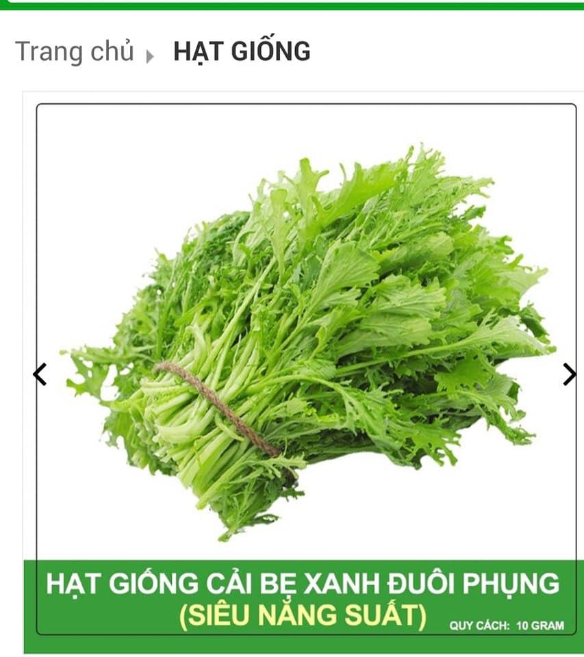 HẠT GIỐNG CẢI ĐUÔI PHỤNG