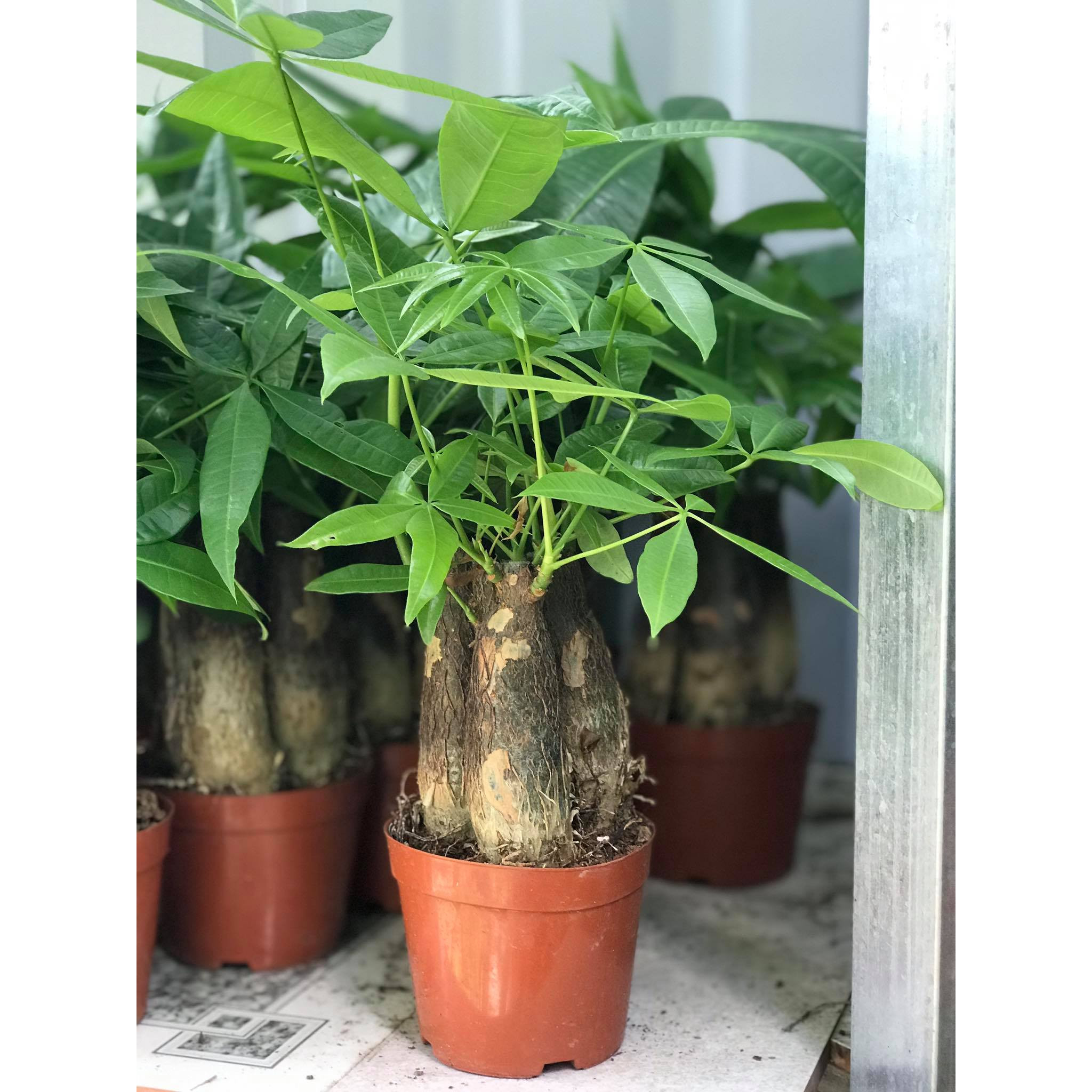Chậu kim ngân 2 góc mini để bàn trang trí