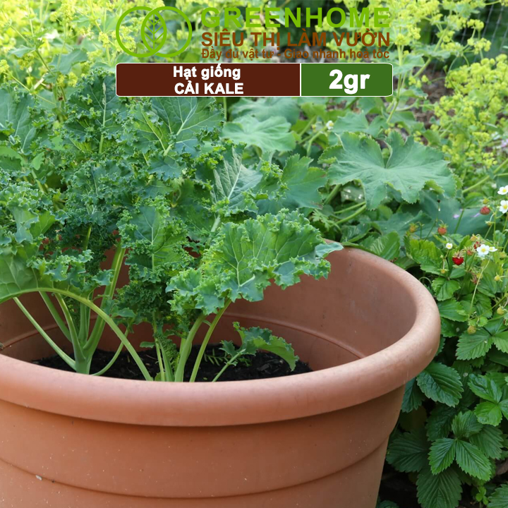 Hạt Giống Cải Xoăn Kale Greenhome, Gói 5g, Dễ Trồng Quanh Năm, Nảy Mầm Cao, Thu Hoạch Nhanh, Năng Suất Cao R16