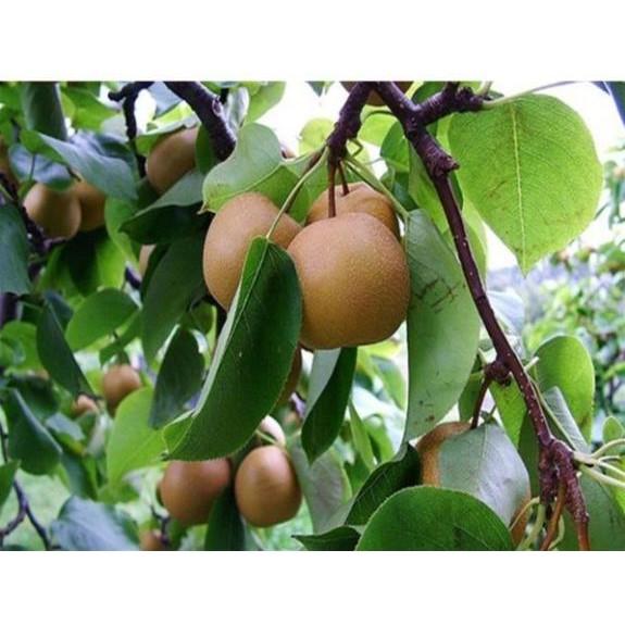 Cây giống lê nâu mắc cọp