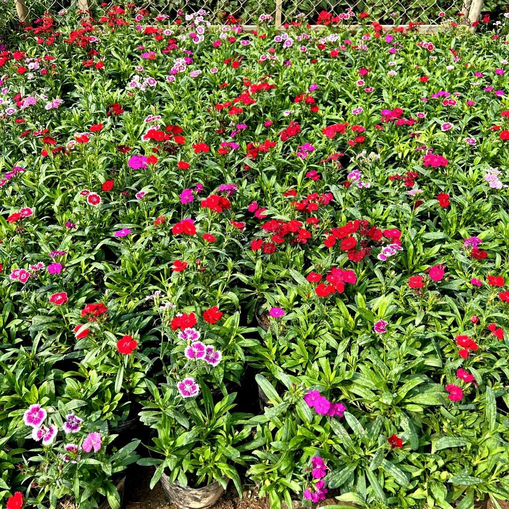 Cây hoa cẩm chướng trồng bịch cao su nở rực rỡ trồng trang trí sân vườn, ban công