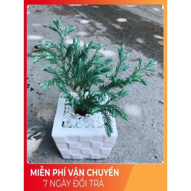 Chậu Tùng Tuyết