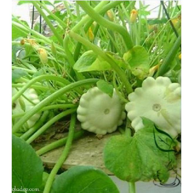 Hạt giống bí đĩa bay mix màu CT08 - Gói 10 hạt
