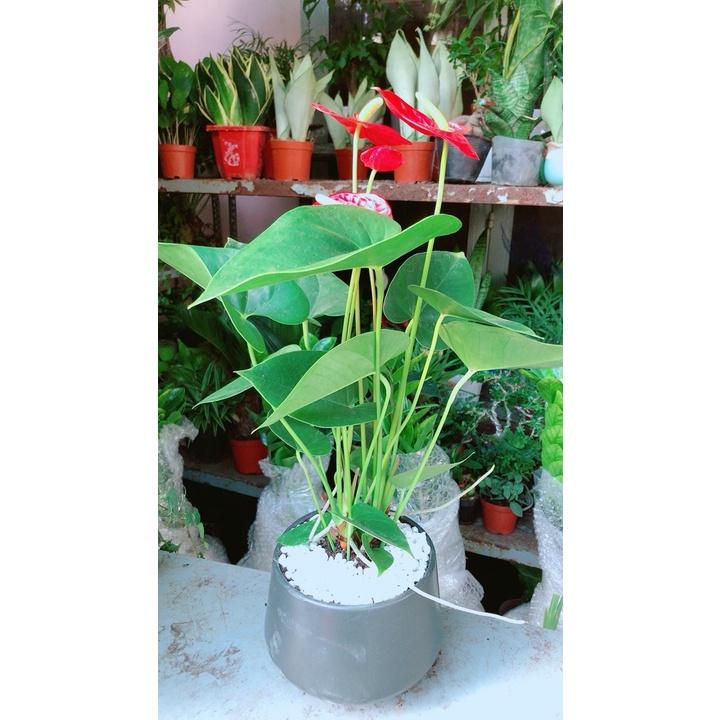 Chậu Hoa Hồng Môn