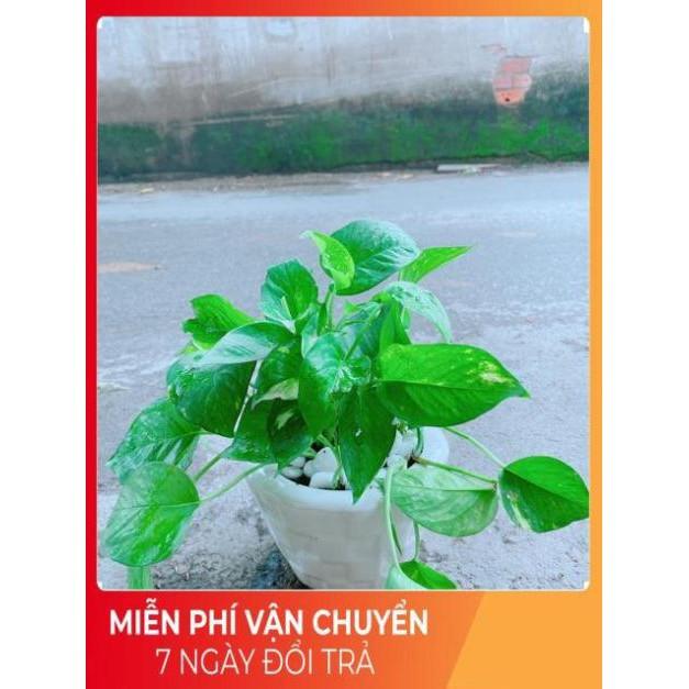 Chậu Trầu Bà Xanh