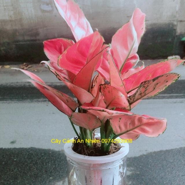 Chậu Vạn Lộc Trồng Thuỷ Sinh