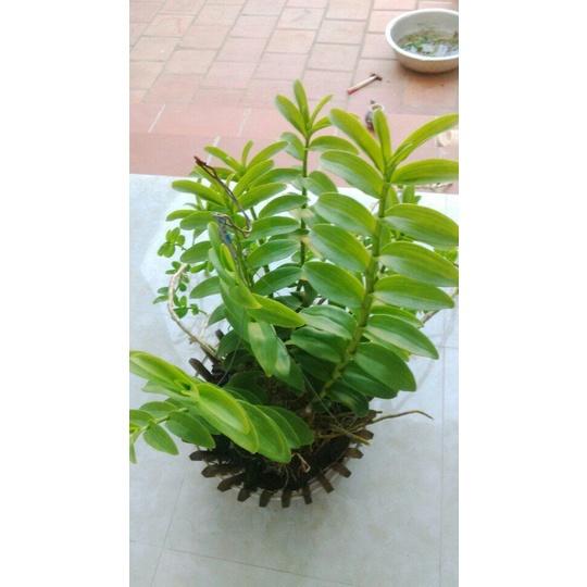 LAN PHI ĐIỆP 5 CÁNH TRẮNG PHI VÂN TUYẾT