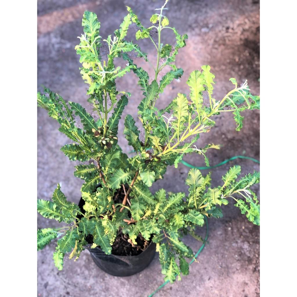 Cây ổi đuôi phụng cao 70-90 cm đã cho trái