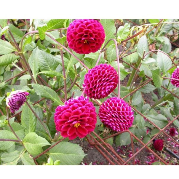 30hạt hoa thược dược tổ ong bông siêu to