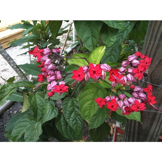 Cây giống hoa Ngọc nữ đỏ siêu hoa