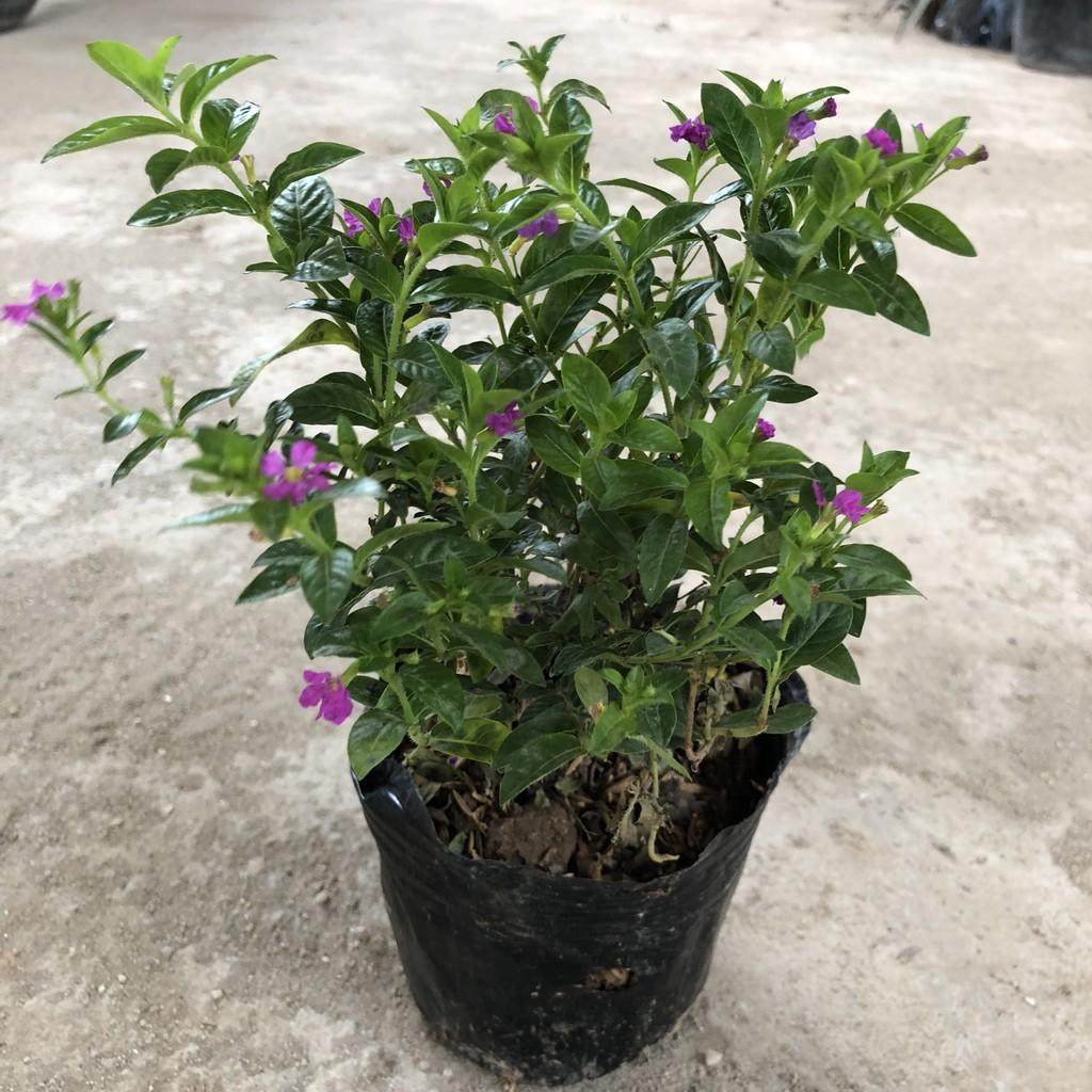 Cây cẩm tú mai cao 13-15cm, cây sống khỏe hoa nở đẹp dễ chăm sóc, thích hợp trang trí hàng rào lối đi