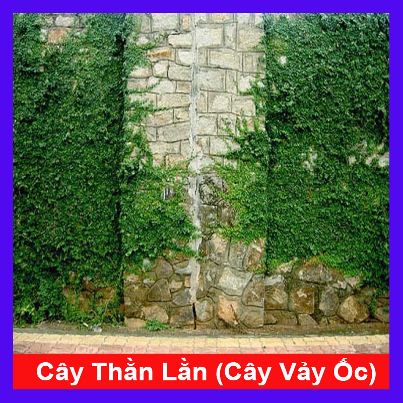 Cây thằn lằn - cây vảy ốc (ảnh thật)