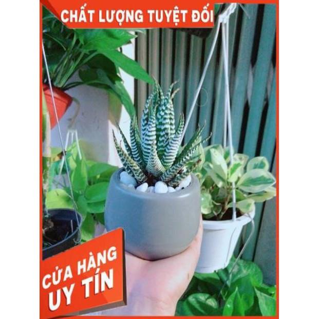 Chậu Móng Rồng