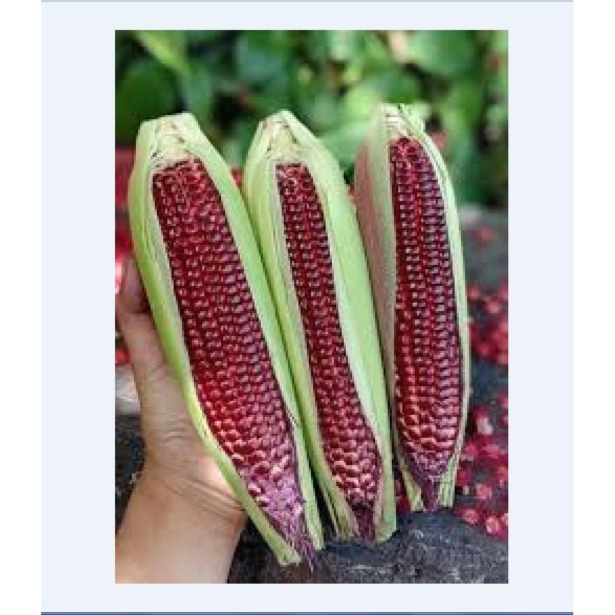 Bộ 3 gói Hạt giống ngô Nữ Hoàng đỏ - Tặng gói phân bón