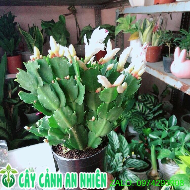 Cây Càng Cua Hoa Trắng