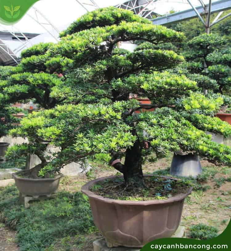 Cây vạn niên tùng