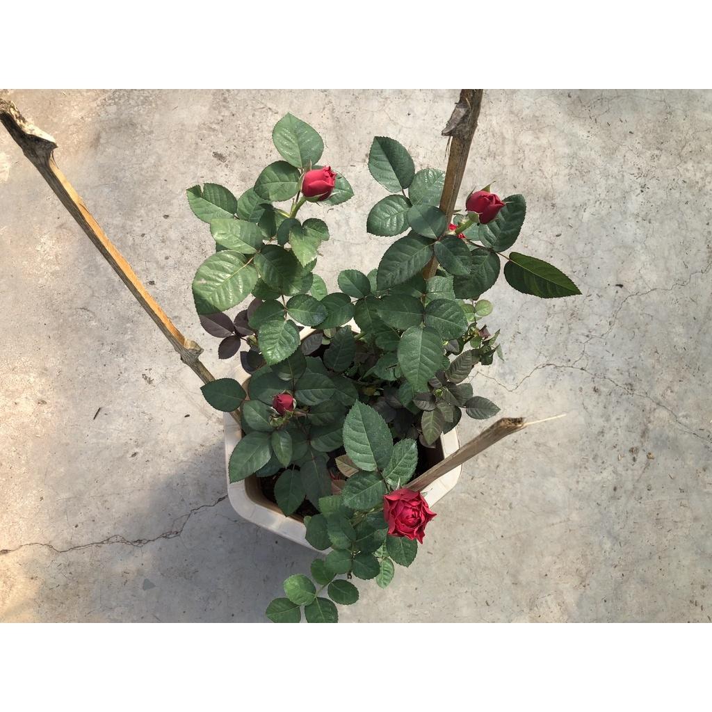 Chậu hoa hồng ngoại hoa đỏ gốc to
