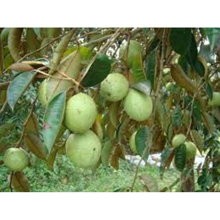 Cây Giống VŨ SỮA TRẮNG- GIỐNG F1- SIÊU QUẢ