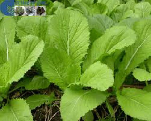 Hạt giống rau cải bẹ xanh mỡ gói 20g