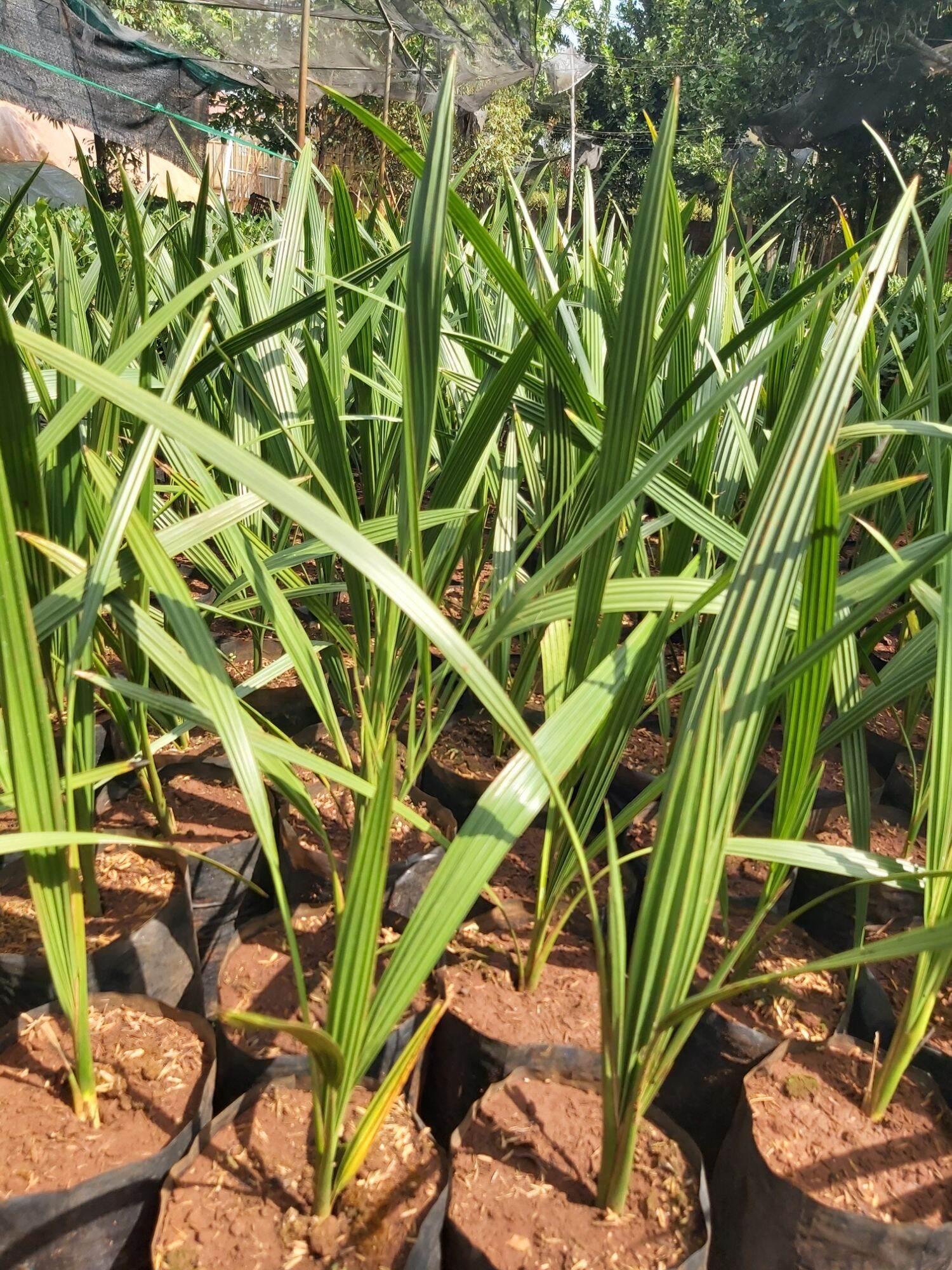 Cây chà là giống 3 tháng tuổi