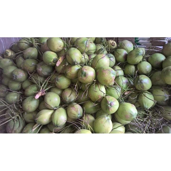 Cây giống dừa xiêm lùn