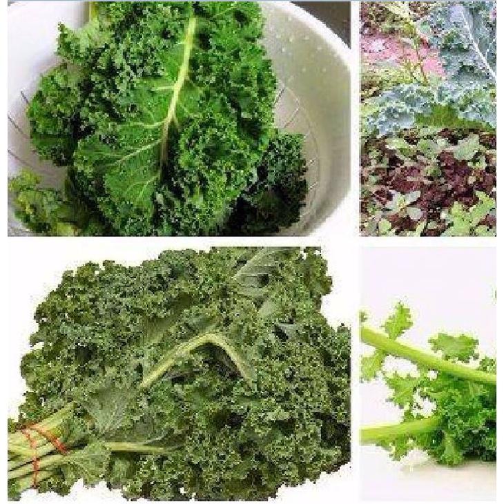 Hạt giống rau cải xoăn xanh - cải kale xanh KNS3389 - 1 gói 20 hạt