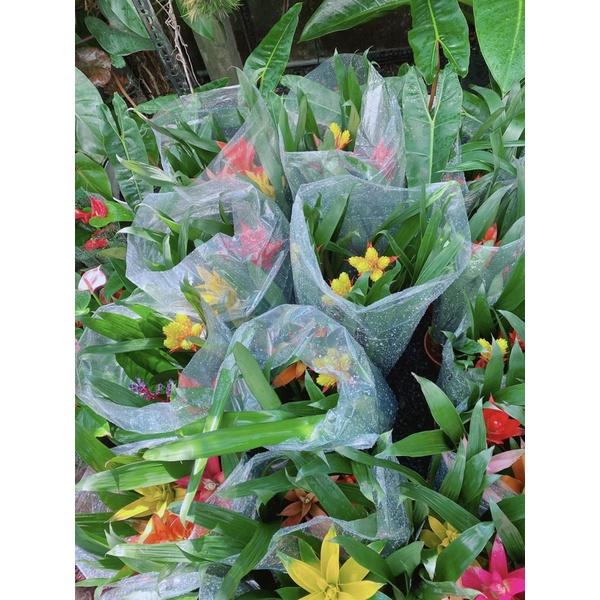 Cây Phát Lộc Hoa Mix Màu