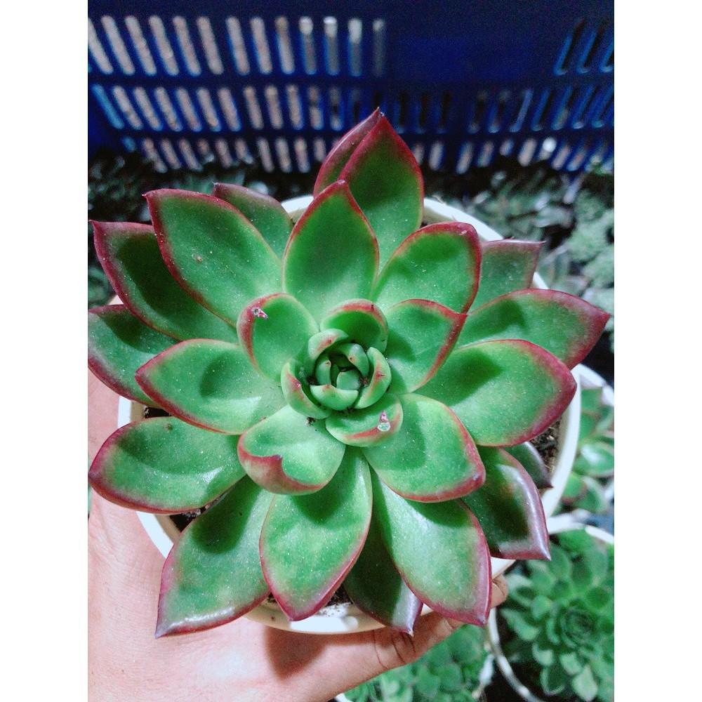 Sen Đá Viền Đỏ Kèm Chậu Sứ