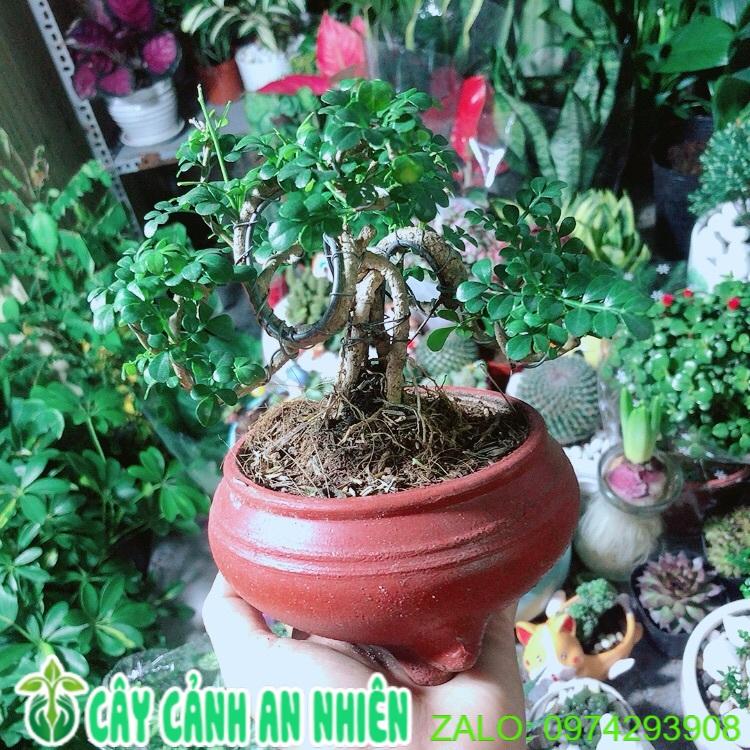 Chậu Cây Cần Thăng Bonsai