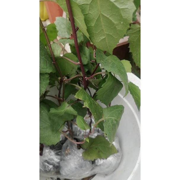 Hoa CÚC LEO MEXICO - Hoa đẹp, sai hoa, bầu 1 cây giống