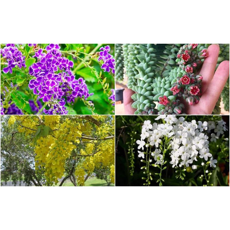 CÂY GIỐNG HOA CHUỖI NGỌC THÁI