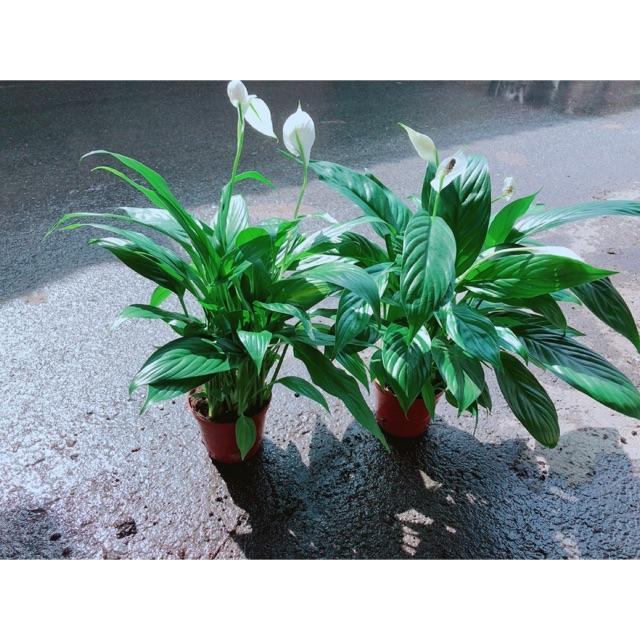 Chậu Hoa Lan Ý Có Hoa Sẵn