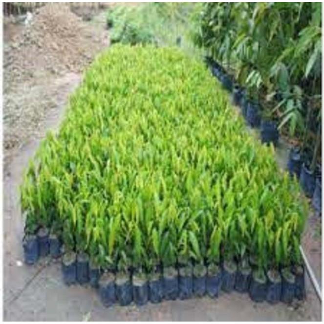Cây giống'' Hoàng Nam'' .Giá tốt, chất lượng