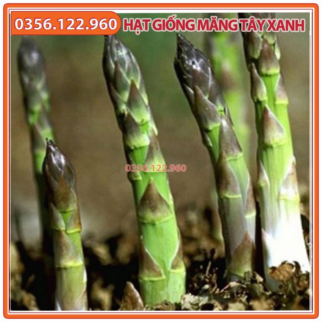 Hạt giống cây măng tây xanh cao sản F1 - gói 1g