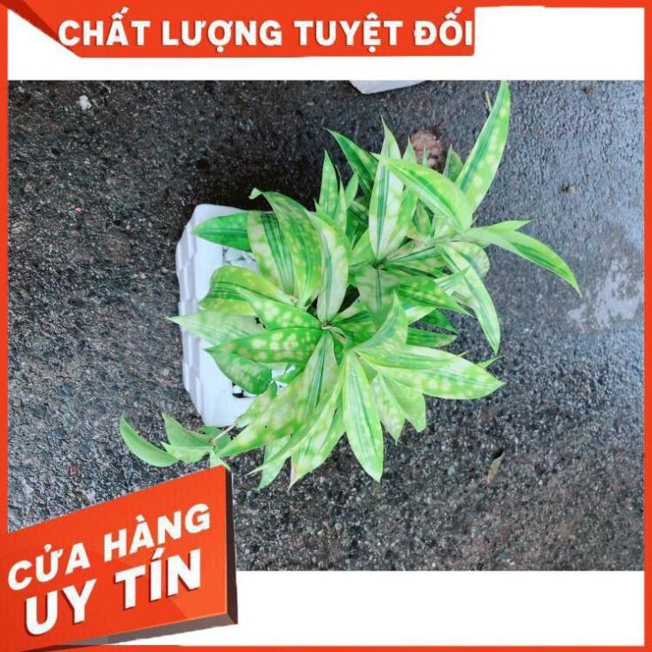 Chậu Trúc Nữ Hoàng Nhiều Người Mua