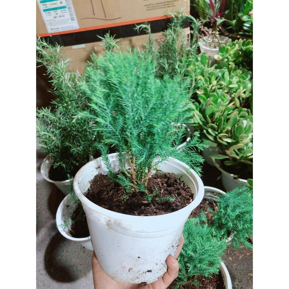 Cây Tùng Bồng Lai