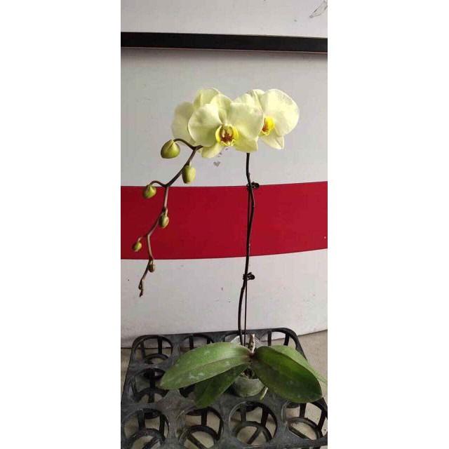 Cây Hồ Điệp