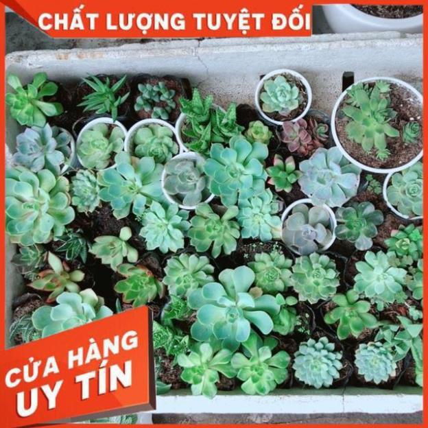 Combo 10 cây sen đá