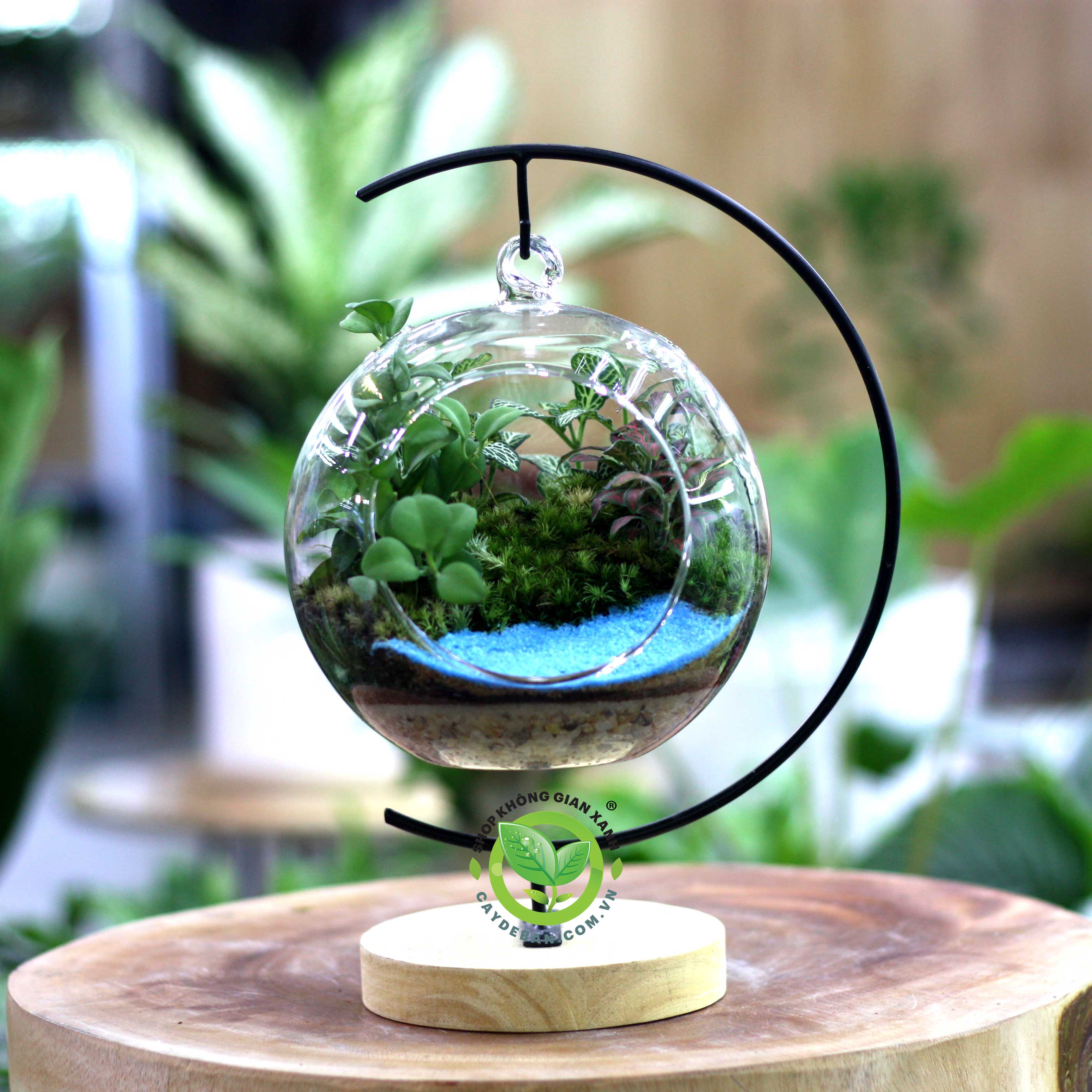 Terrarium Quả Cầu