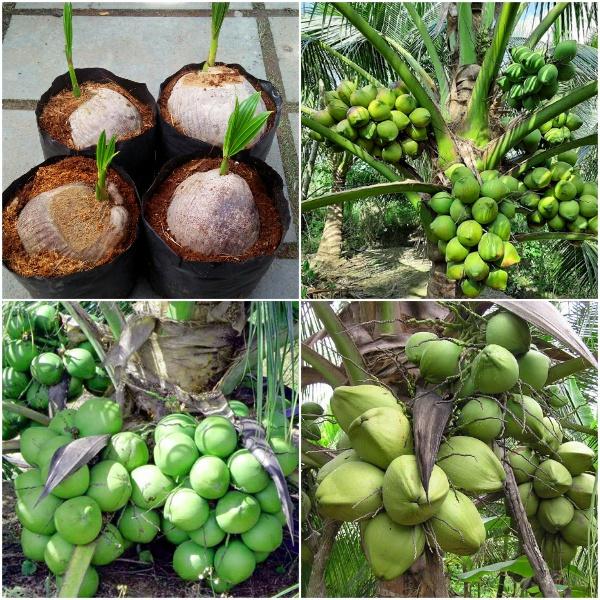 CÂY GIỐNG DỪA XIÊM LÙN XANH BẾN TRE SIÊU QUẢ, NĂNG SUẤT CAO CHUẨN F1