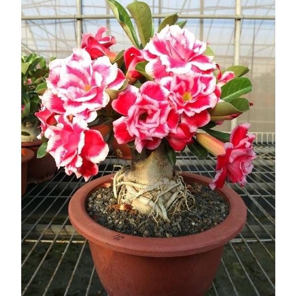 CÂY HOA SỨ THÁI KÉP - cây giống lớn