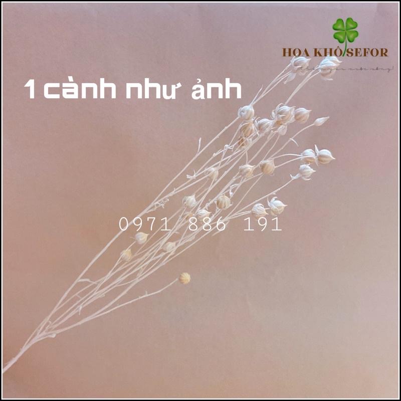 Cành hạt dẻ khô trang trí nhà cửa