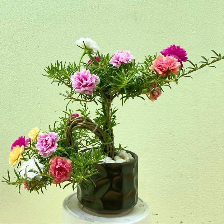 Cây hoa mười giờ Thái, thân dài, bán theo cân để làm Bonsai