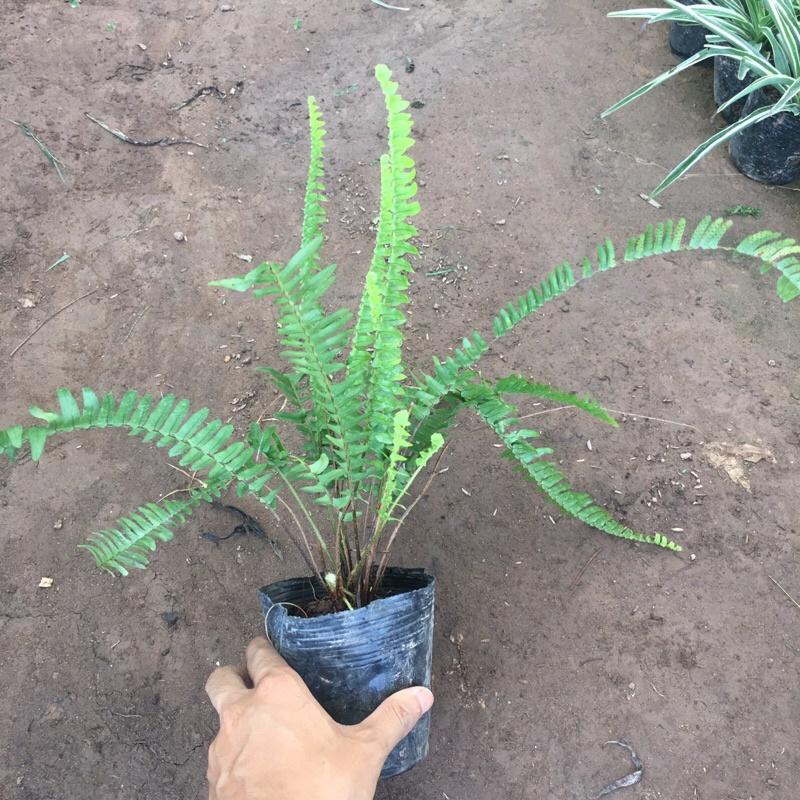 Cây dương sỉ cảnh trồng bịch đen cao 25-30cm trang trí ban công tiểu cảnh