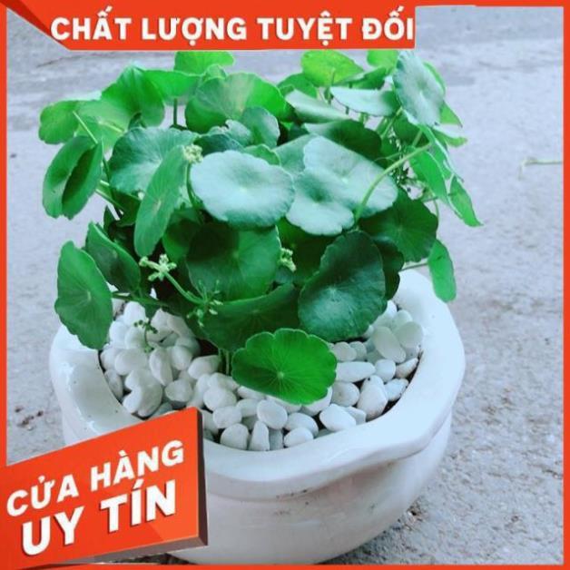 Chậu Cỏ Đồng Tiền